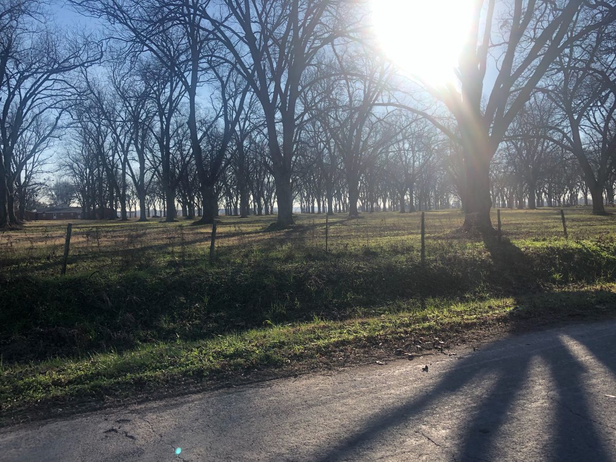 Pecan Orchard