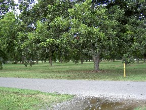 Pecan Orchard